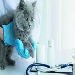Pet receiving care at Dr. Kafai Veterinary Hospital