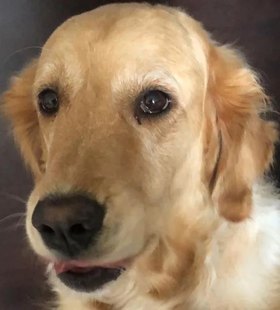 Maya, a patient at Dr. Kafai Veterinary Hospital