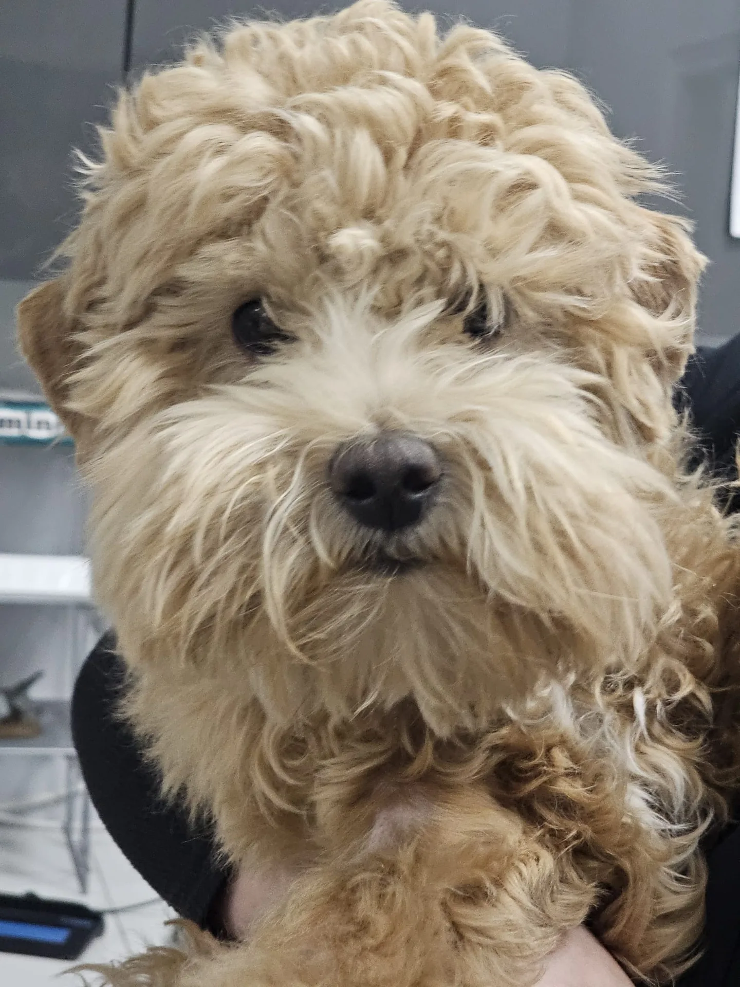 Baily, a patient at Dr. Kafai Veterinary Hospital